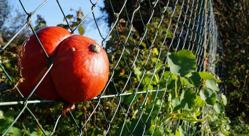 A tök bosszúja – amikor az ágyásból a kerítésen túlra mászik