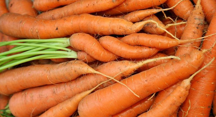Répa, cékla, pasztinák – miért nő mindegyik más irányba?