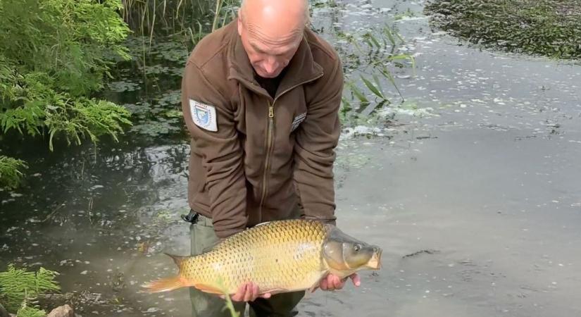 Ismét pontyot telepítettek a Tisza-tóba