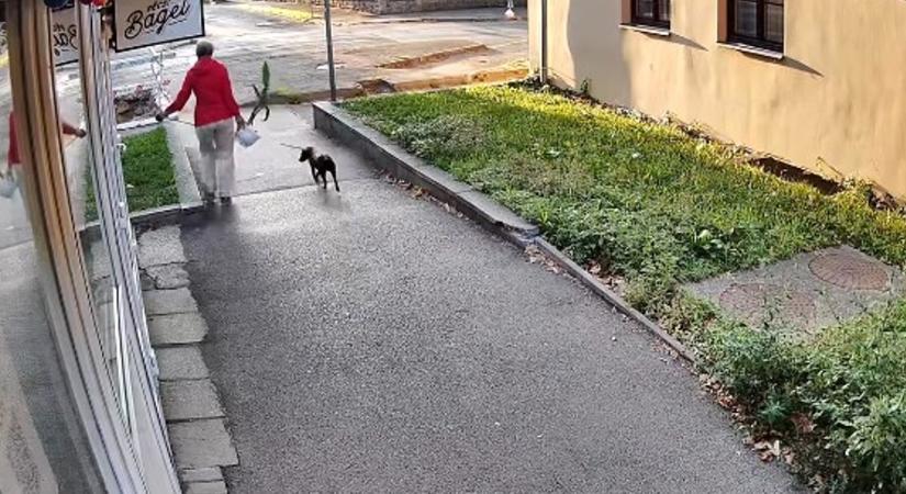 Tovább gyűrűzik a pécsi banánfa-sztori: videón a kutyasétáltatás közben lopó kertbarát