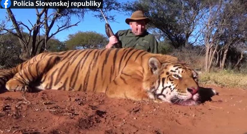 Akár öt évet is kaphat az a zsigárdi férfi, aki levadászott egy tigrist a Dél-afrikai Köztársaságban