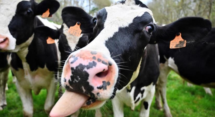15 milliárd ember ellátására elég kalóriát termel a világ, csak a felét elveszítjük
