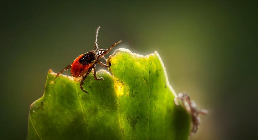 Terjednek a repülő kullancsok, egyre nagyobb bajt okoznak