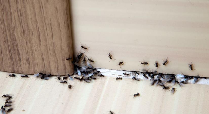Olcsó, de működik: 5 filléres, vegyszermentes módszer, ami megállítja a hangyainváziót