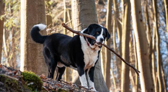 Ma van a kutyák világnapja! 4 könyvet ajánlunk gazdiknak és kutyabarátoknak