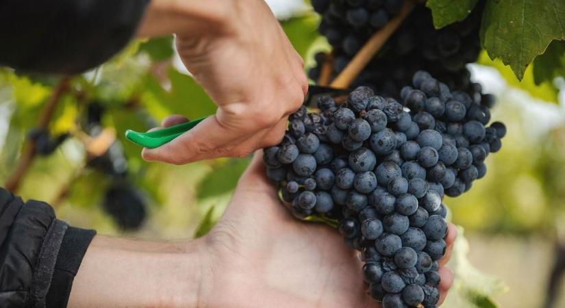 A szüreti szezon kellős közepén csap le a hatóság a trükköző borászokra