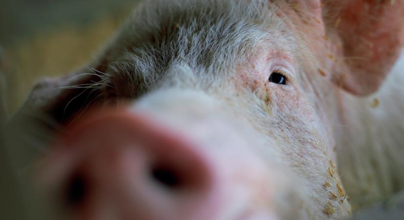 Először ültettek sertéstüdőt emberbe: 9 napig működött a donorszerv
