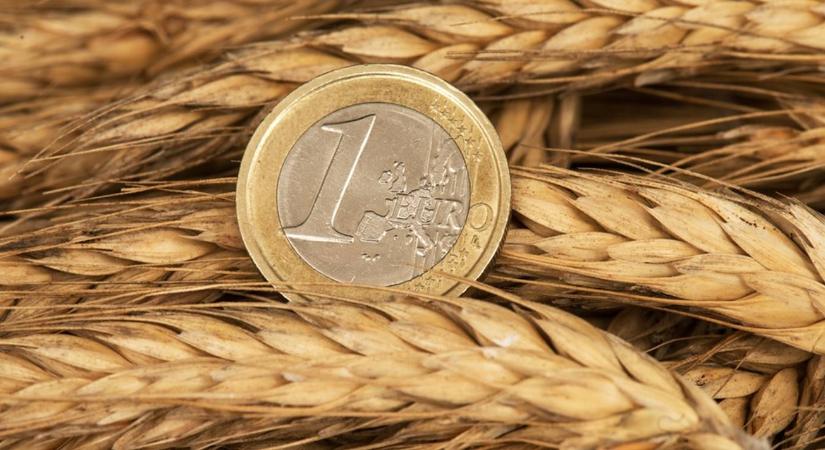 Rekordközeli globális búzatermés és vegyes kukoricakilátások