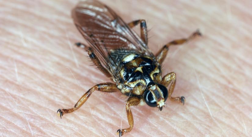 Félelmetes rovar jelent meg a magyar erdőkben: durva, mit csinál
