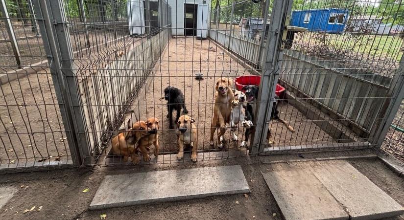 Bajban a szegedi menhely, több száz állat jövője forog kockán