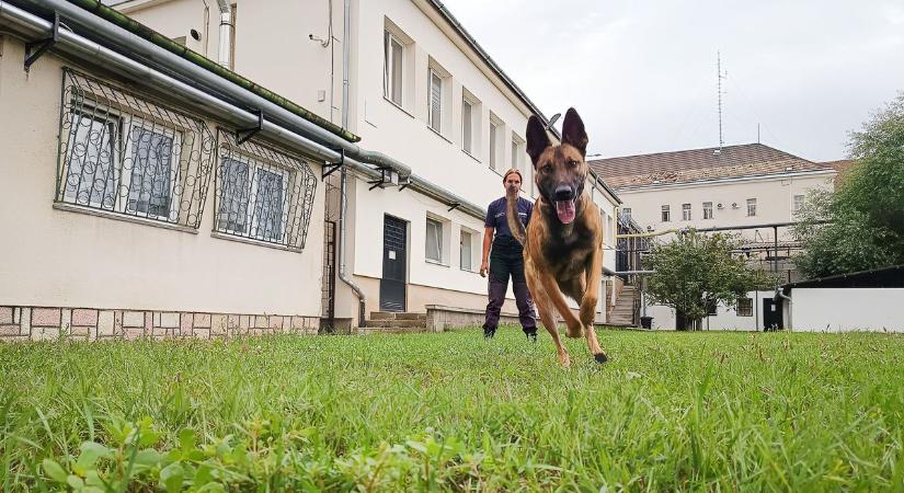 Hogyan találja meg a drogot egy keresőkutya? – A kiképzés kulisszatitkai