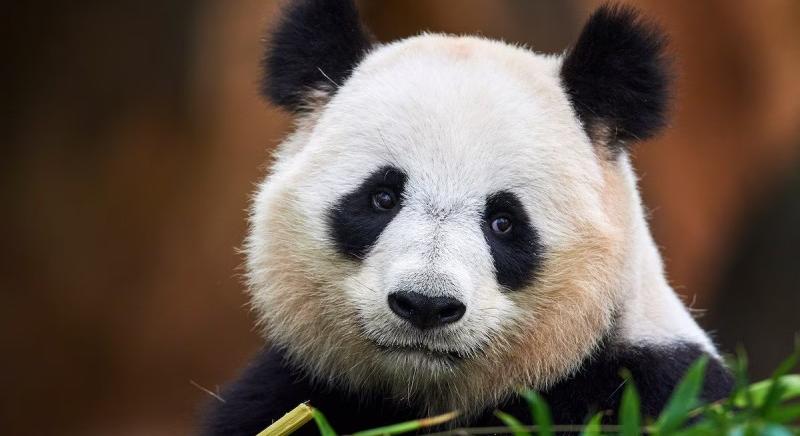 Nincs érdeklődés: ezért nem megy a Bitpanda a londoni tőzsdére