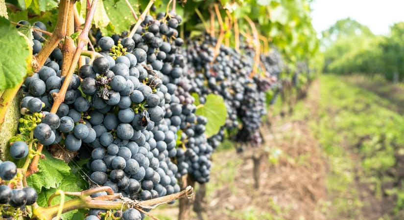 Az Agrárminisztérium fel fog lépni a szőlőültetvények érdekében