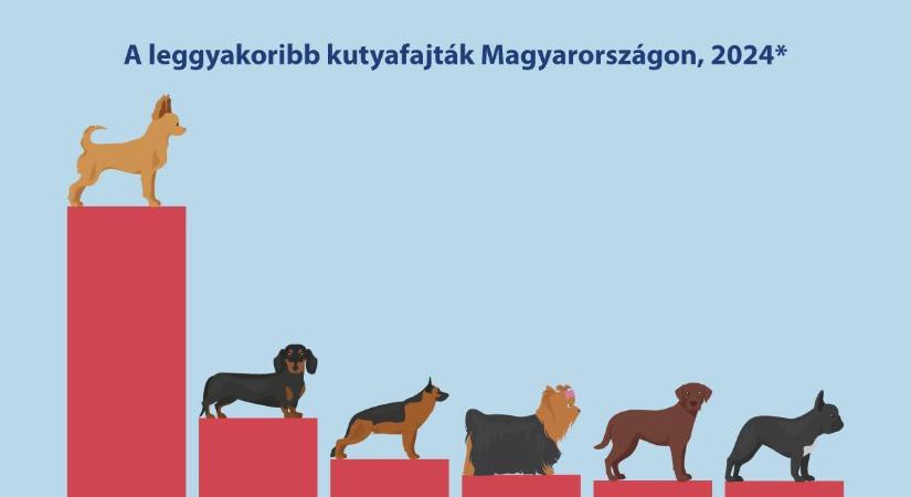 Kutyás statisztikát közölt a KSH