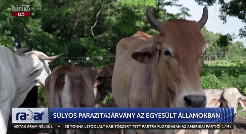 Radar - Súlyos parazitajárvány az Egyesült Államokban  videó