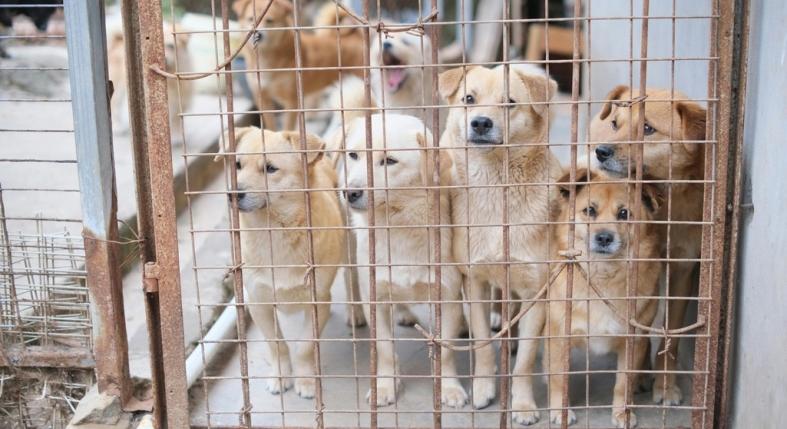 Egyetlen kutya indította el – ma már világszerte ünnepeljük a Kutyák Világnapját