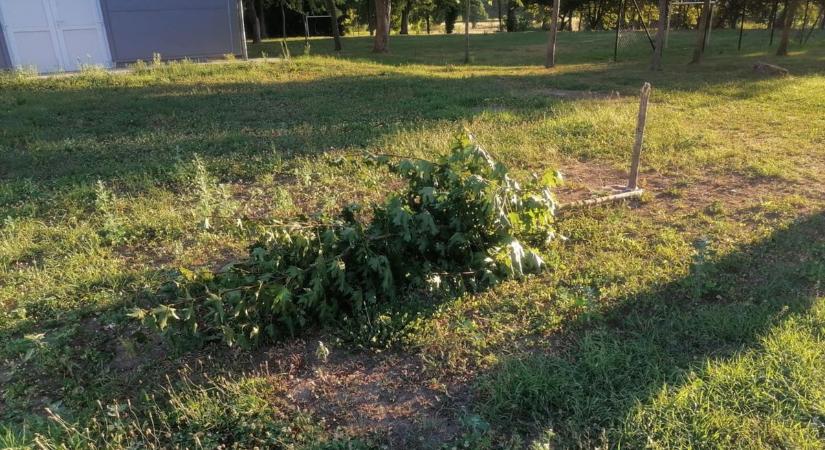 Vandálok az iskolában – kinyírták a növényeket, de a pedagógusok nemes bosszút esküdtek