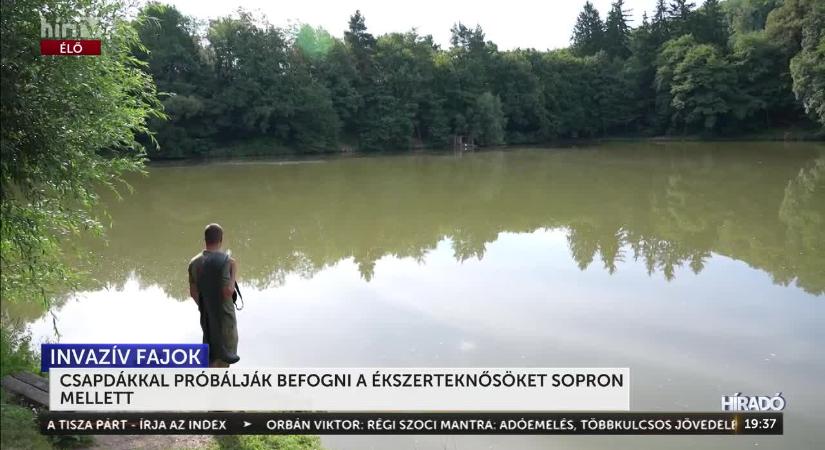 Az utóbbi években egyre nagyobb problémát okoznak az elengedett díszállatok  videó