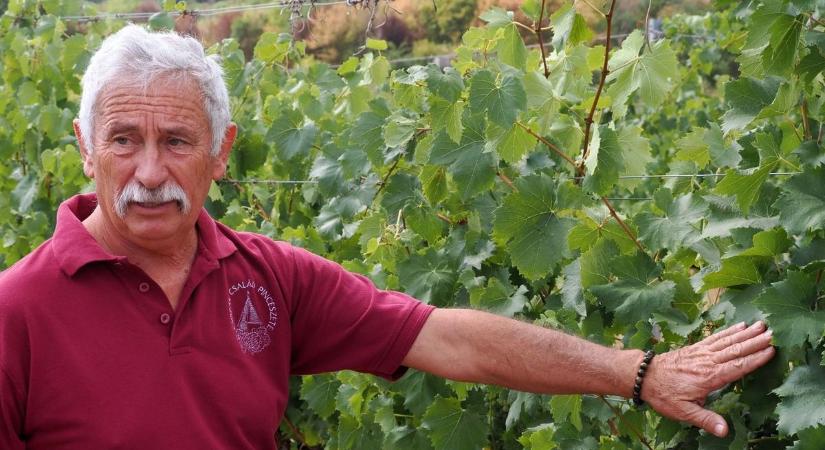 Rossz hír a borászoknak: a vártnál is kevesebb lesz az idei, többszörösen megtizedelt szőlőtermés ( galéria)