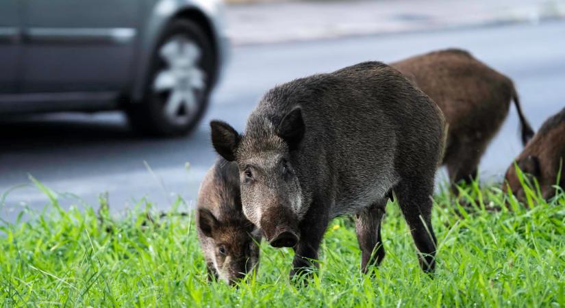 A közbiztonság hiányára panaszkodnak budapesti lakók, drasztikus megoldás lehet a válasz