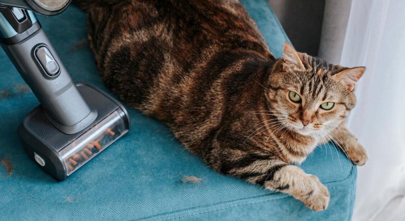 Allergiás vagy a kisállatodra? Így tartsd tisztán az otthonod hatékonyan