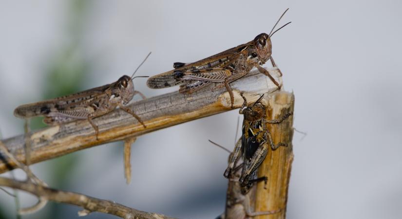 Drasztikus lépések a sáskavész miatt