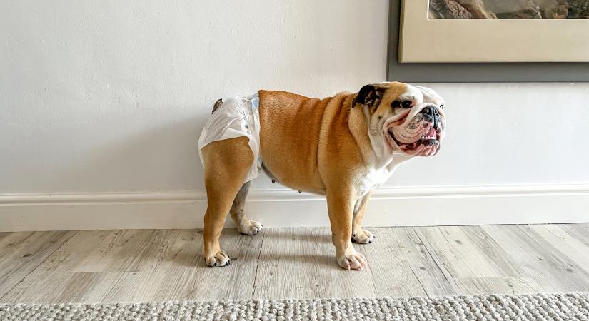 A kutyák is menstruálnak? Mikor jön az első, meddig tart és mi a teendőd?