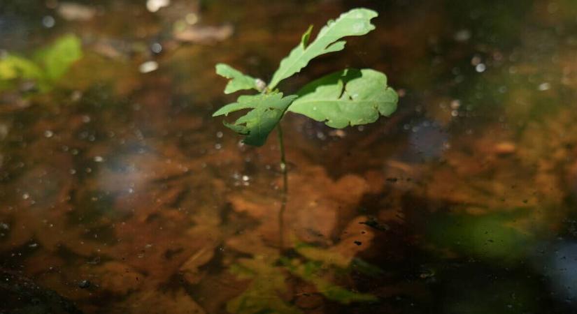 A Tisza vize mentheti meg az Alföld jövőjét