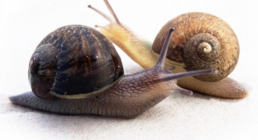 Balos csigák kerestetnek!