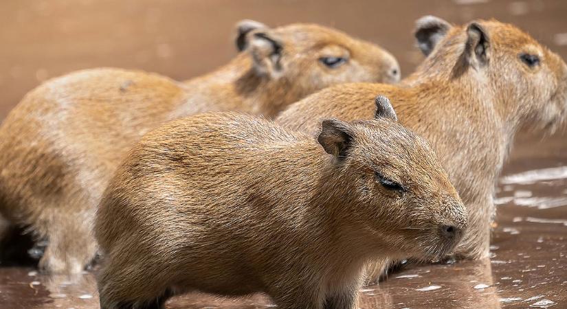 Nevet keresnek a debreceni kapibara hármasikreknek