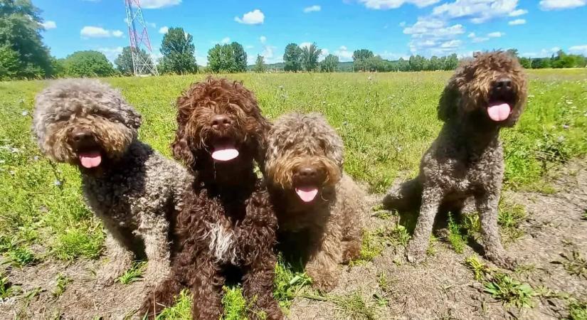 Pocca Lagotto kutyás találkozó 2025 Felsőörs
