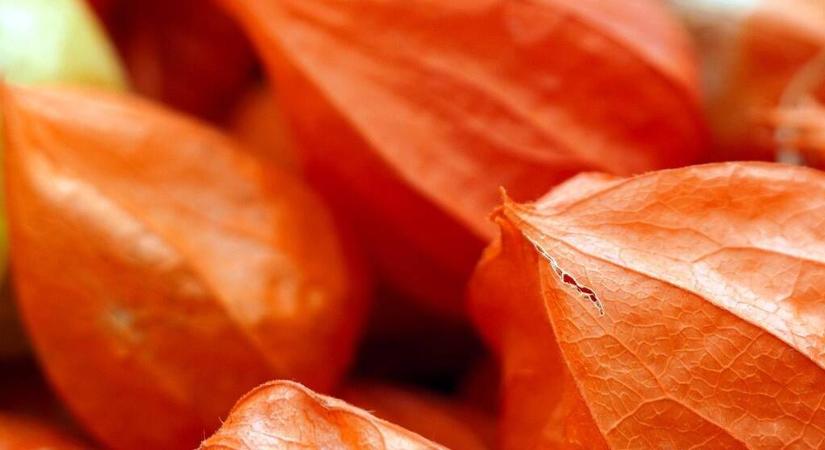 Hogyan csökkentheti a kortizolszintet az ashwagandha?