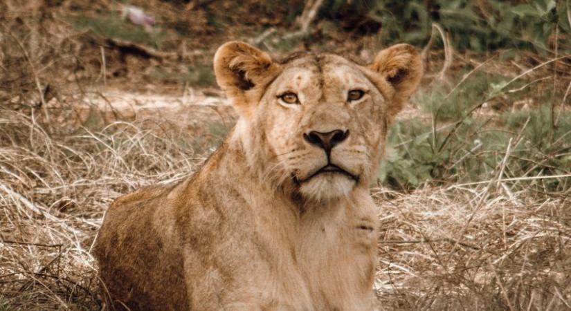 Nekik mindent lehet? Oroszlán, tigris, medve: Gigantikus magán állatparkot csinált egy milliárdos fia