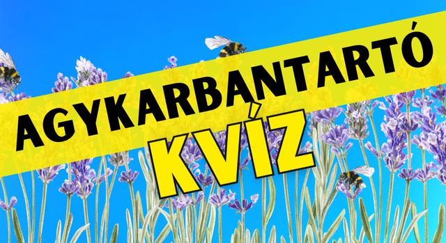 Napi agykarbantartó: Fejleszd az elméd!