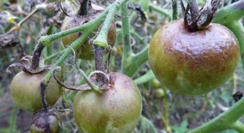 A másodvetésű paradicsom betegségei és kártevői - A paradicsomvész (fitoftóra)