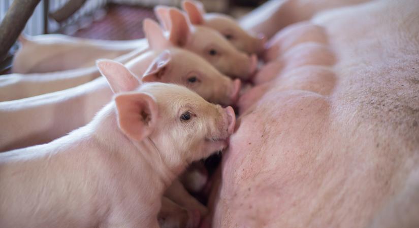 Alig győzik lekövetni a sertéstelepek a kocák ásványianyag-igényét