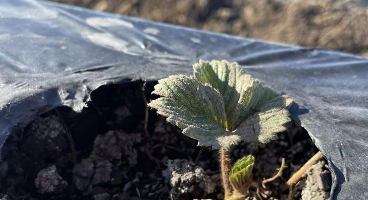 Jövőre duplán szedd magad Szűcsiben 