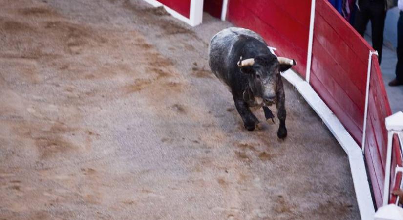 Tragédia a bikaviadalon: videón, ahogy az állat felökleli a fiatal torreádort