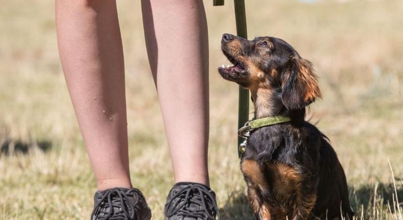 Négylábú bébihelyettesítők foglalták el mára a babakocsikat