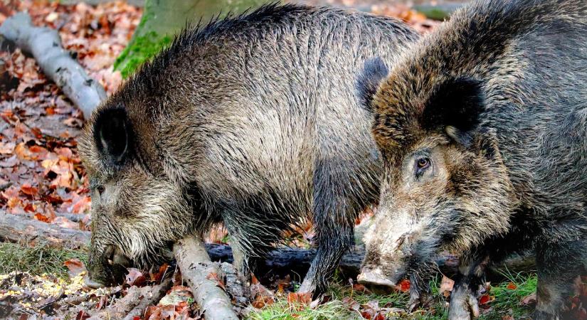 Furcsa, de a sertéspestis miatt látható több vaddisznó Budapesten