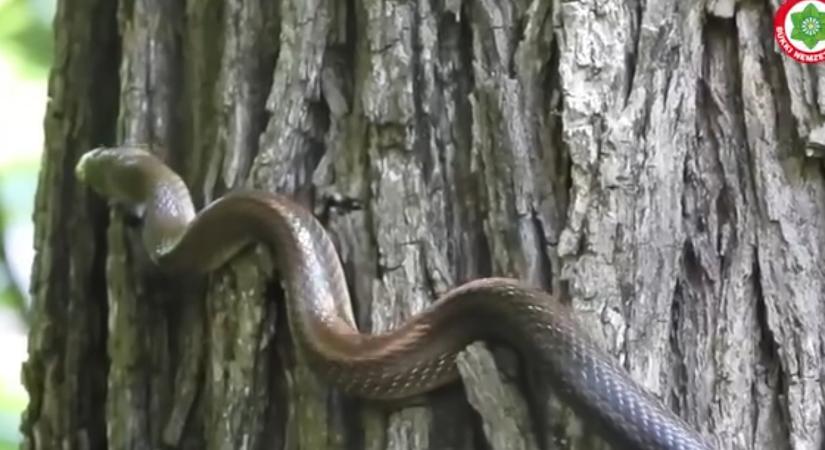 Videó: Fán tekergő, hatalmas kígyót lát? Hozzá ne nyúljon!