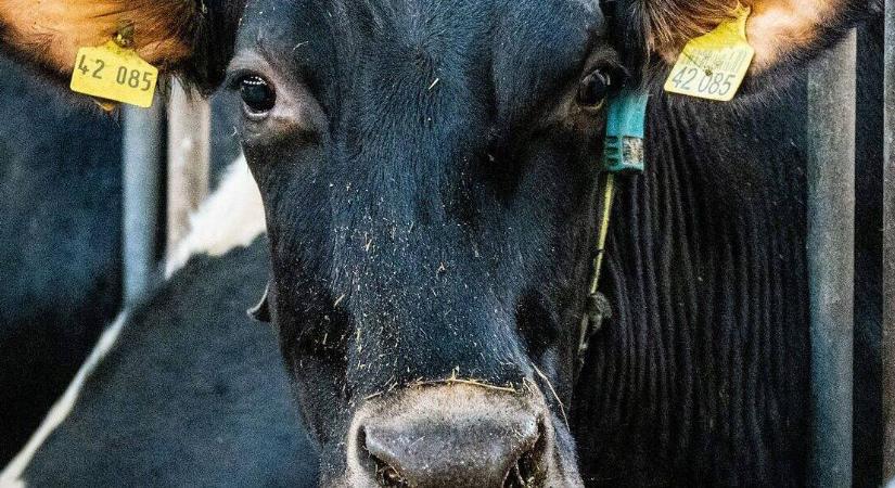 Milyen zenét szeret a tehén? A kutatások válaszolnak