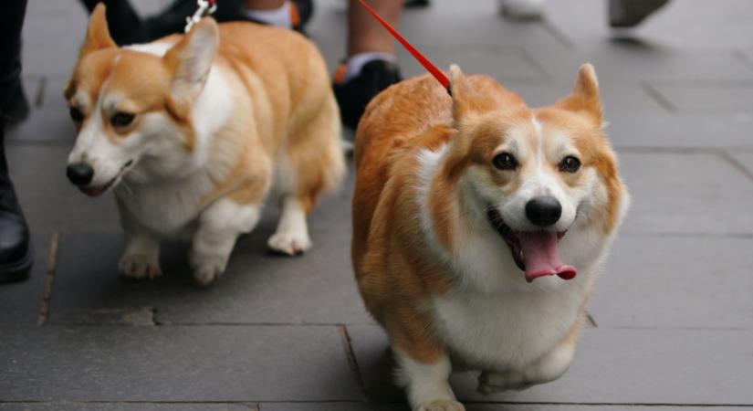 Friss hírek érkeztek Erzsébet királyné corgijairól: így vannak most a kutyusok