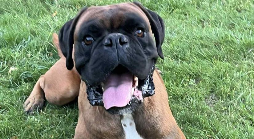 Kutyák világnapja: a tündéri tacskók és a bohókás bulldogok taroltak olvasóink körében – fotók