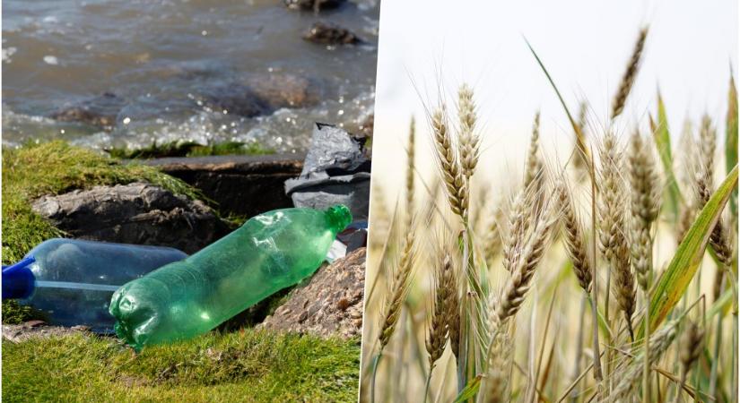 Műanyag a levegőben, a talajban – és most már a fotoszintézisben is?