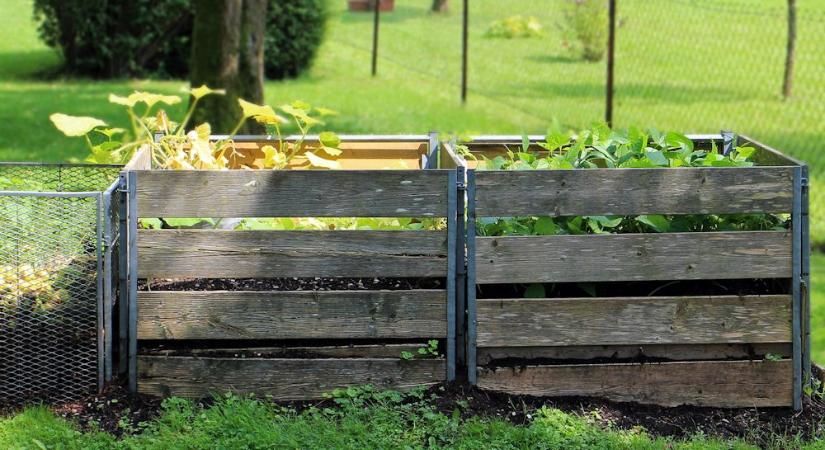Önkéntes növények – amikor a kert magától veti el magát