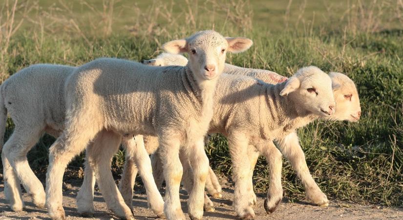 Így alakultak az uniós bárányárak a 33. héten