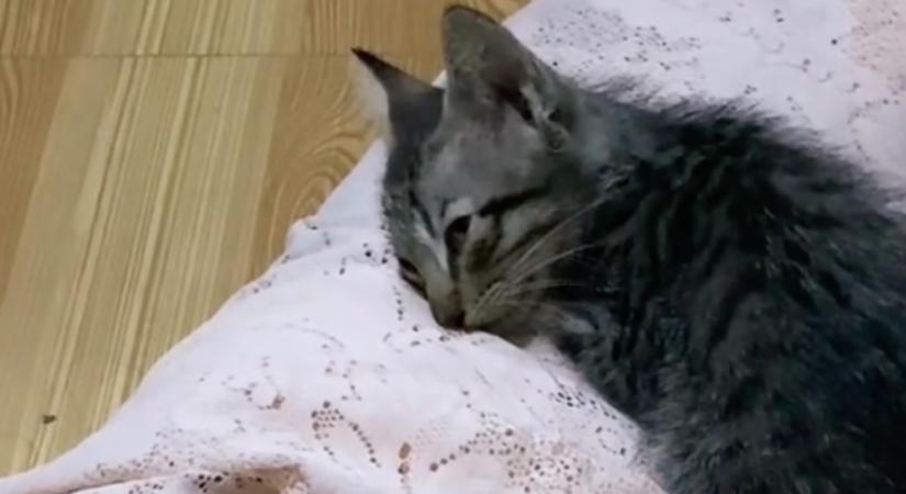 Meghal az anyamacska: amit a kölyke teszt, szívek millióit facsarja ki - Videó