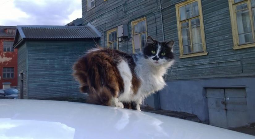 Matild macska az internet sztárja: ennyit utazott egy furgon tetején