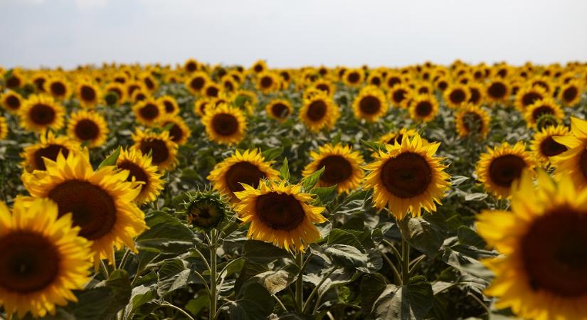 Érkezik csapadék, de a mennyisége elmarad a szükségestől